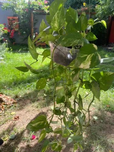 Vendo plantas 