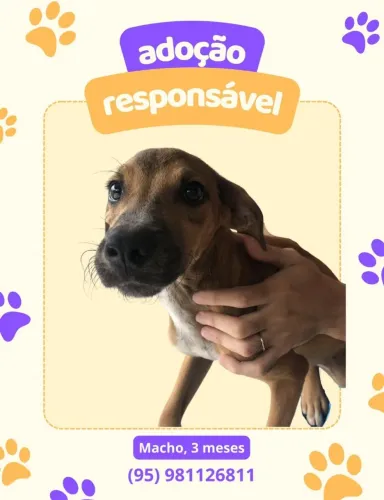 Cachorrinhos pra adocao