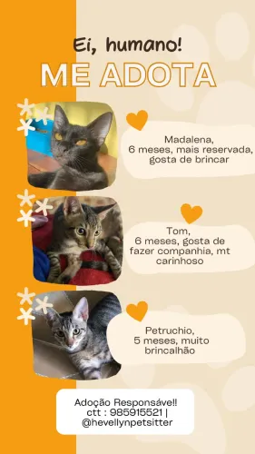 Adoção Responsável de gatinhos 