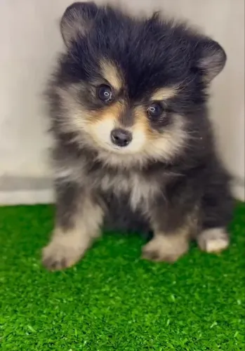 Fêmea black and tan. Lulu da pomerania 