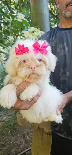 Shih-tzu linda rara - Pais Importados
