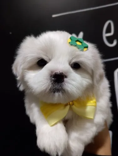 FIlhotes de Lhasa Apso, Machos e Fêmea disponiveis, Entrega Imediata