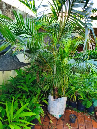 Palmeira Bambu