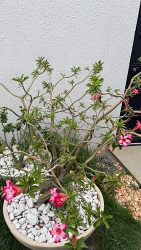 Rosa do deserto