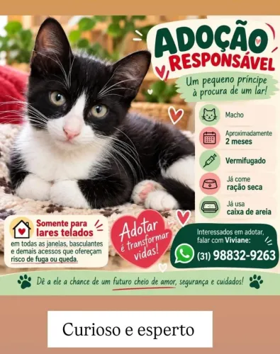 Gatinhos filhotes para adoção