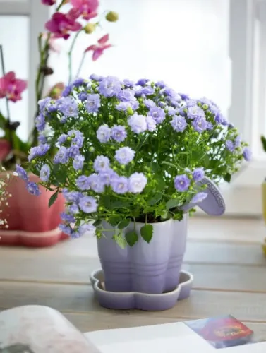 Vaso Flor Lilás Com Prato e Marcador Le Creuset