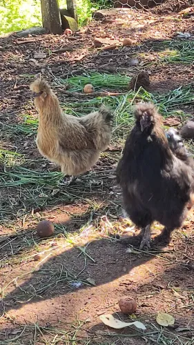 Casal Sedosa do Japão