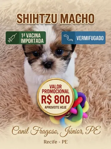 SHIH TZU MACHO 800 COM PRIMEIRA VACINA IMPORTADA