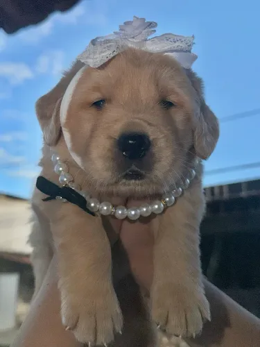Golden retriever/ Kit filhote 