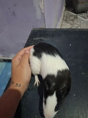 VENDO PORQUINHA DA ÍNDIA!!!