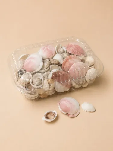 Conchas naturais decoração 