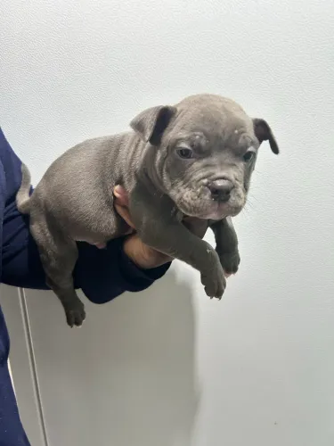Filhotes de American Bully com 47 dias