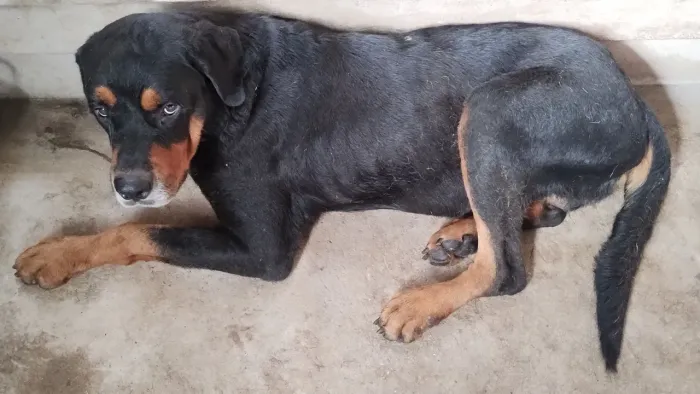 Rotweiller macho - Doação