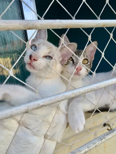 gatos filhotes para adoção