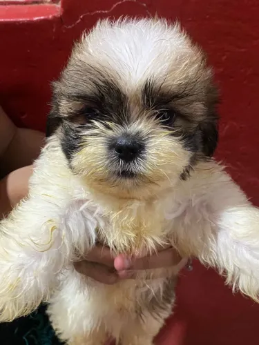 Vende-se filhotes de shih tzu