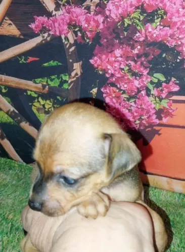 Lindo machinho de Pinscher