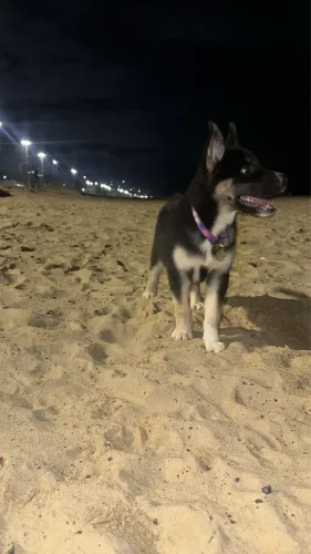 Cachorro husky siberiano fêmea