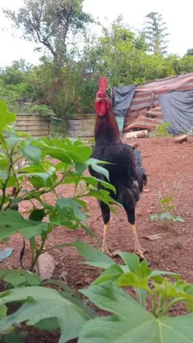 Galo índio gigante adulto lindo e bem cuidado