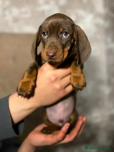 Neném dachshund/teckel/basset/salsicha/cofap olhos claros e saudável