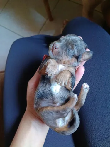 Filhotes de "Dachshund" cofape