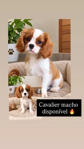 Cavalier macho