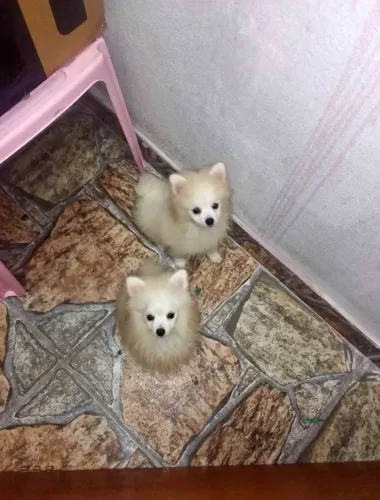 2 filhotes de Lulu pra doação
