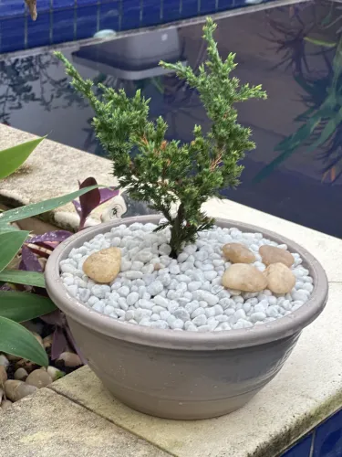 Vendo bonsai