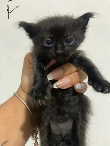 Gatos para doação responsável 