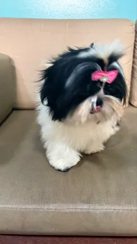 Shih tzu fêmea