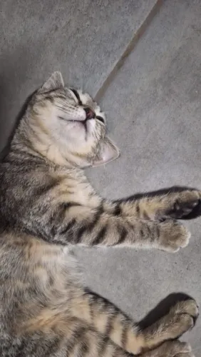 Gata filhote