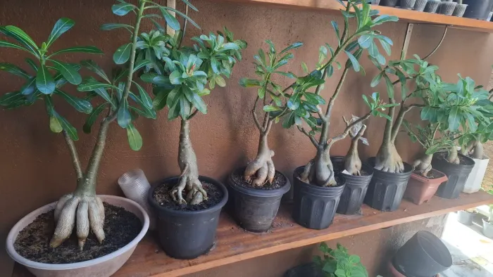Toda essa bancada de rosa do deserto