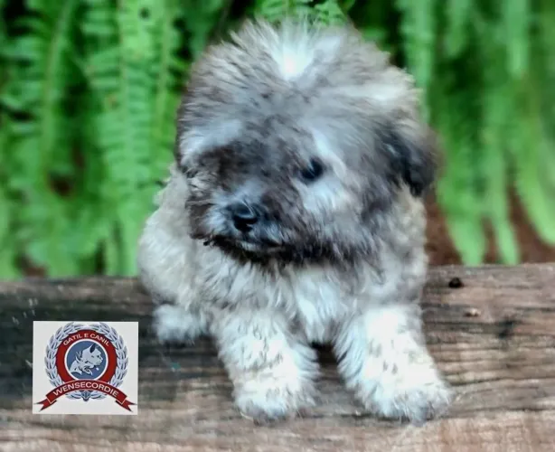Filhote Poodle Toy macho