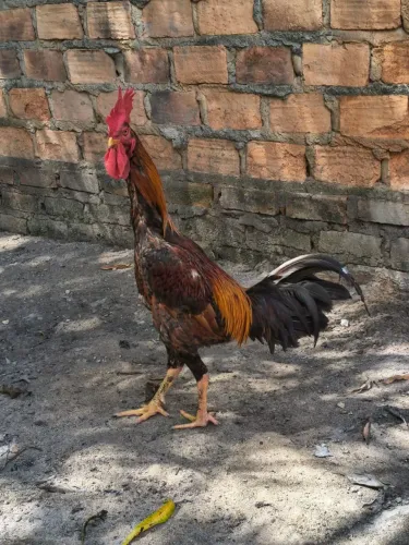Galo