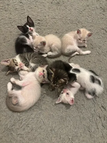 DOAÇAO DE GATO RESPONSÁVEL