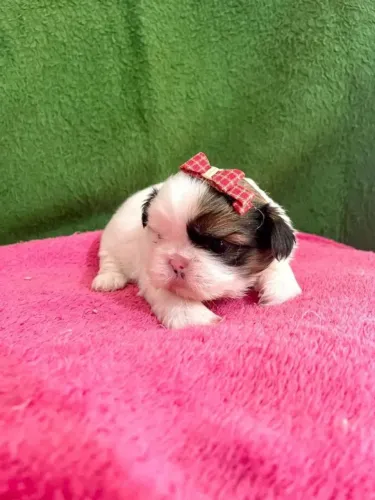 Shih Tzu Seu próximo parceiro de vida está aqui