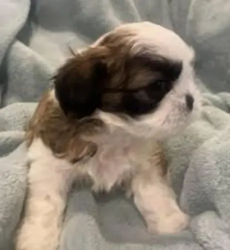 Lhasa Apso Filhotes Fofinhos.