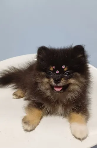 Lulu da pomerania fêmea