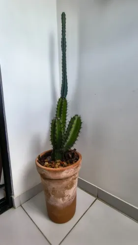 Cacto Azul