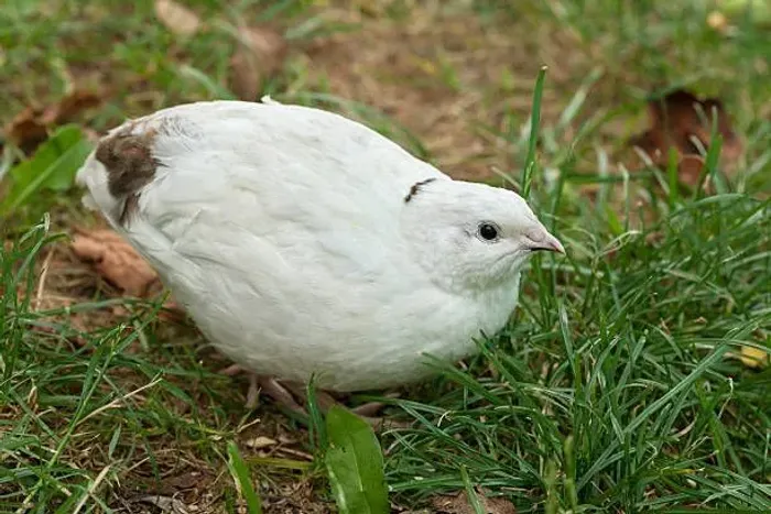 Codornas de vários tamanhos, machos e fêmeas