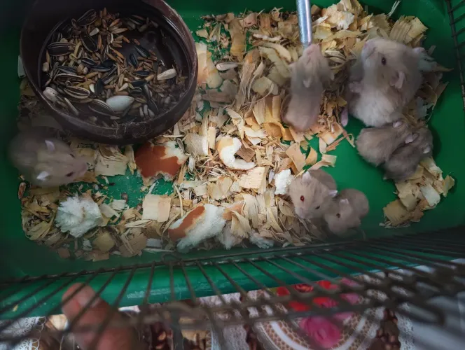 Hamster anão russo