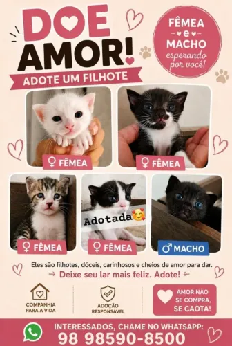 gatinhos para adoção