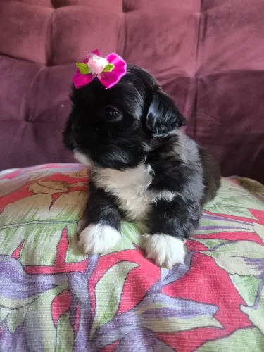 Filhotes de Shihtzu