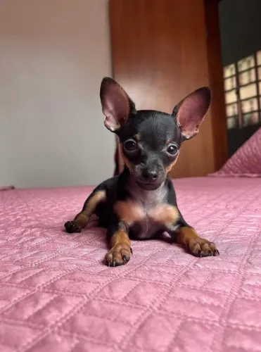 Pinscher -Filhotes com atestado de saúde 