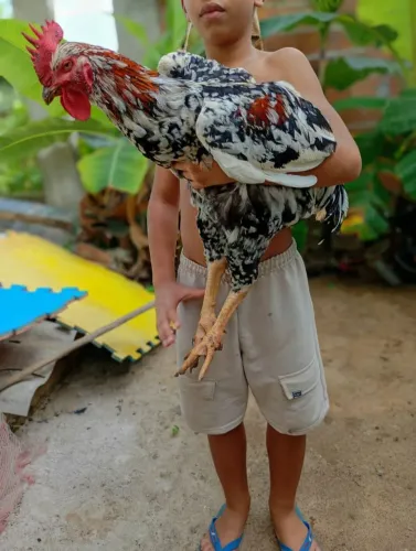 Frango GSB top de linha