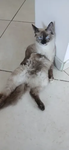 Gato Balinês