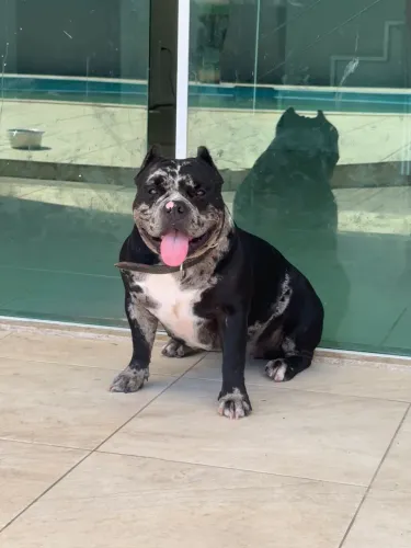 American Bully Matriz para Canil