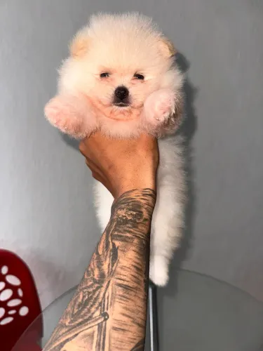 Spitz (Lulu-da-pomerânia)