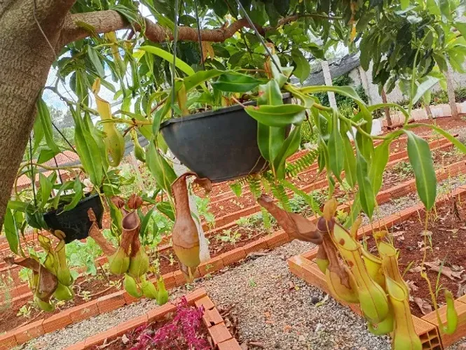 Planta carnívora