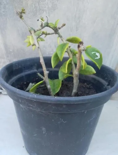 Mudas Ora Pro Nobis- planta