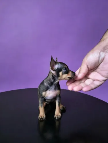 Pinscher lindos